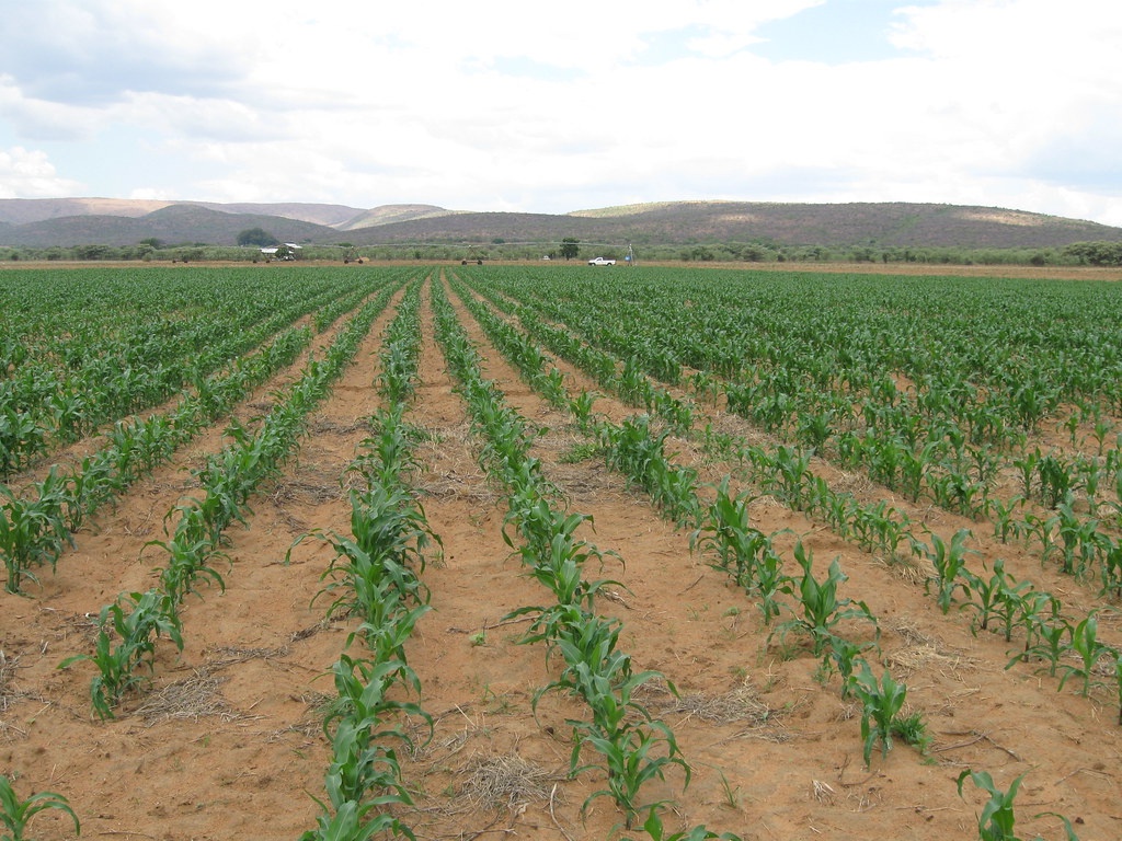 Field of drought tolerant maize