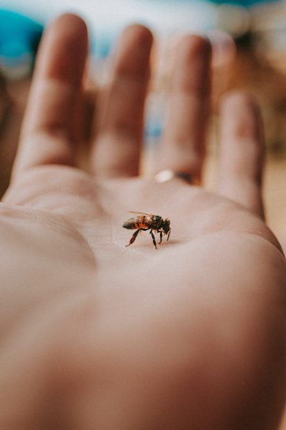 A single bee standing on the palm of a human's left hand. 