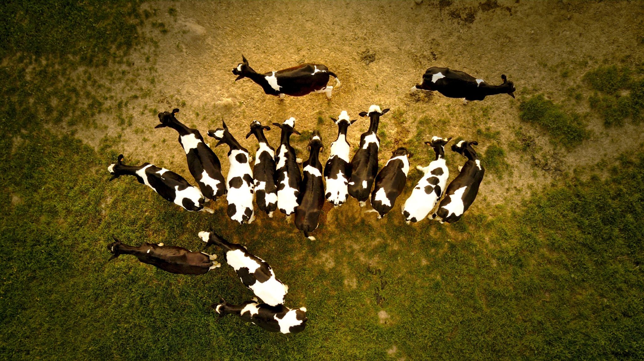 Aerial photo of a herd of cows on grass