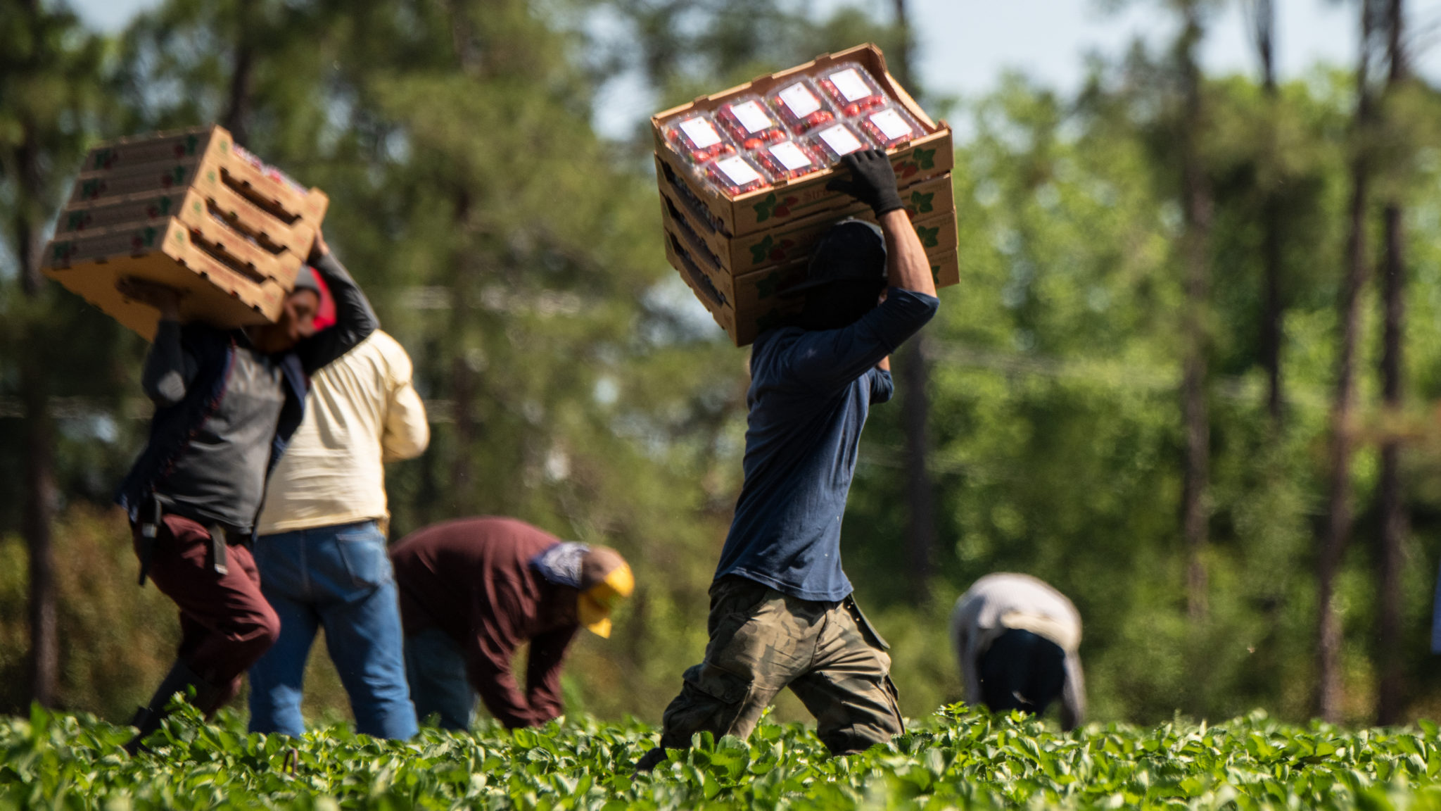 Farm workers harvesting crops and hauling boxes of produce