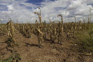 Withered maize crop affected by drought