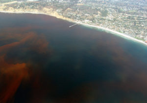 A "red tide" ocean dead zone caused by poor livestock management