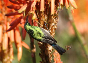 Two pollinators – a sunbird and bee – in Johannesburg