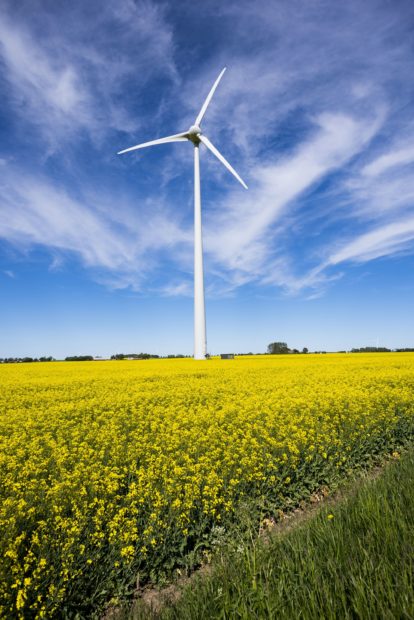 Image of a wind turbine in a field of yellow rapeseed with a blue sky behind