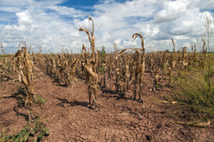 Field of wilted maize crop in drought