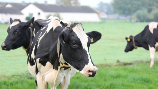 Photograph of a cow in a field looking directly at the camera. There are two other cows in the background and one is grazing. Cow manure is a source of biogas, or biomethane.