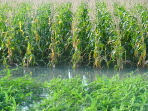 A flooded maize field is an example of the impact of climate change on our agricultural system