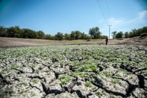Drought-stricken fields contributing to rising food prices