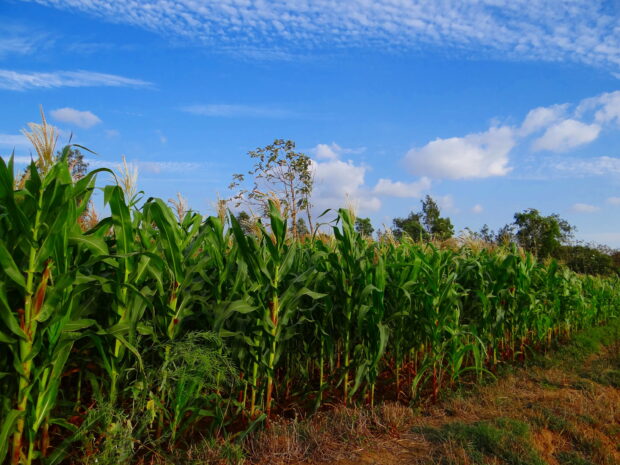 Field of maize crop