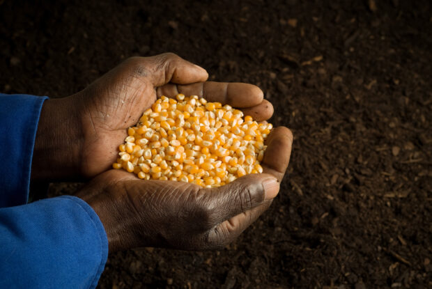 Farm worker hands holding corn.